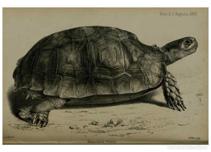 Collection Magazines and Newspapers: Reproducci&oacute;n/Reproduction 6006213118: Proceedings of the Zoological Society of London. 1860. London