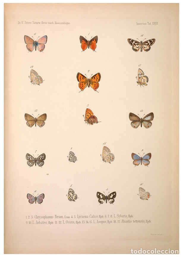 Collection Magazines and Newspapers: Reproducci&oacute;n/Reproduction 6260279043: Naturwissenschaftliche reise nach Mossambique Berlin,G. Reimer