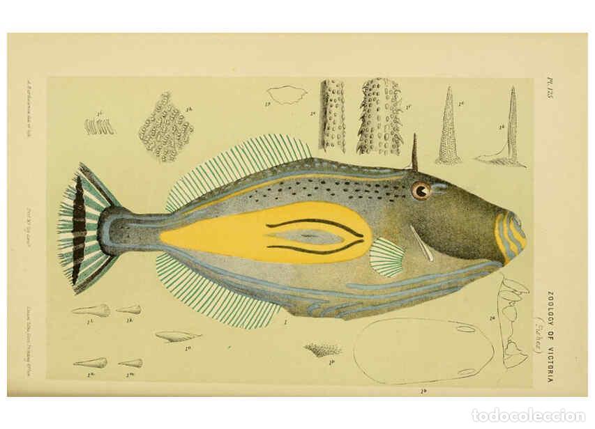 Collection Magazines and Newspapers: Reproducci&oacute;n/Reproduction 6007968683: Natural history of Victoria. Dec.11-15 Melbourne,J.Ferres, gov