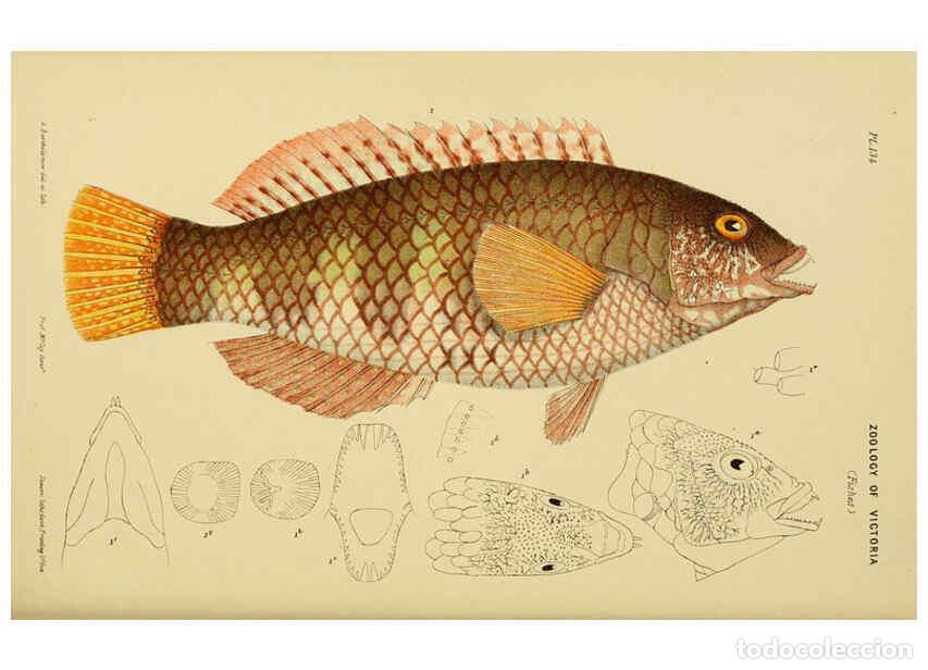 Collection Magazines and Newspapers: Reproducci&oacute;n/Reproduction 6007969941: Natural history of Victoria. Dec.11-15 Melbourne,J.Ferres, gov