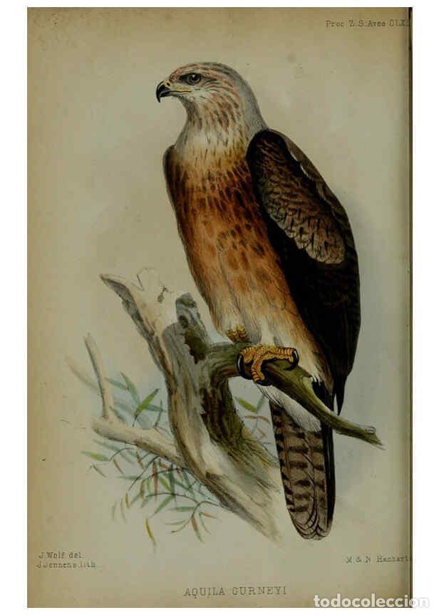 Collection Magazines and Newspapers: Reproducci&oacute;n/Reproduction 6006211012: Proceedings of the Zoological Society of London. 1860. London