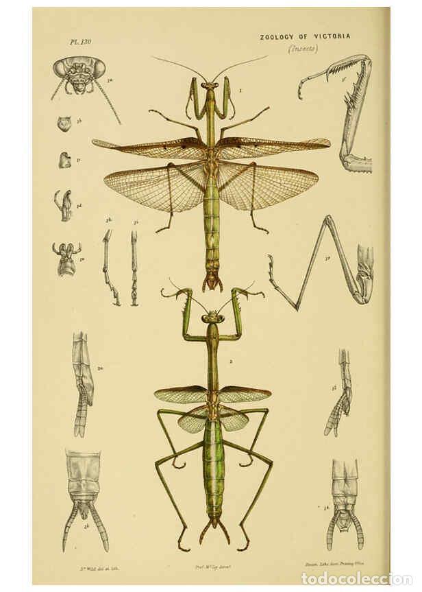 Collection Magazines and Newspapers: Reproducci&oacute;n/Reproduction 6008517088: Natural history of Victoria. Dec.11-15 Melbourne,J.Ferres, gov