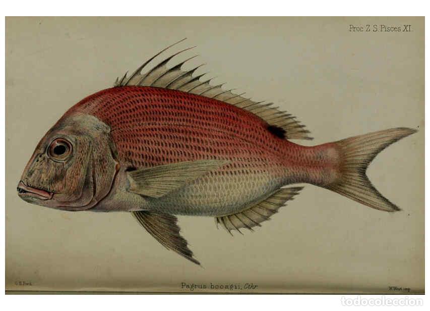 Collection Magazines and Newspapers: Reproducci&oacute;n/Reproduction 6005668713: Proceedings of the Zoological Society of London. 1860. London