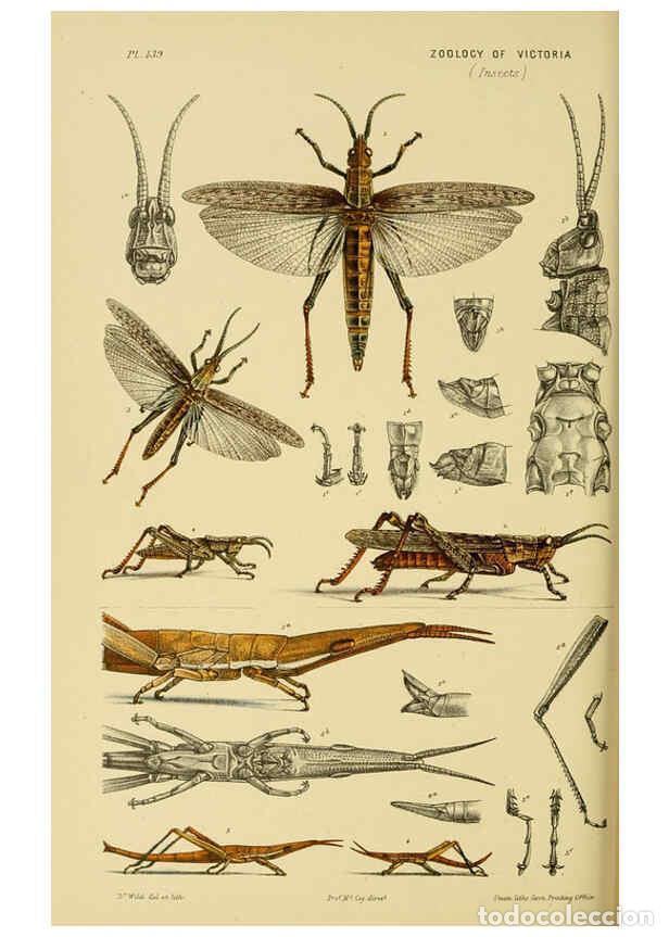 Collection Magazines and Newspapers: Reproducci&oacute;n/Reproduction 6008518390: Natural history of Victoria. Dec.11-15 Melbourne,J.Ferres, gov