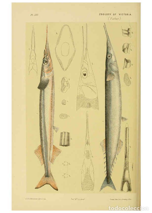 Collection Magazines and Newspapers: Reproducci&oacute;n/Reproduction 6007970083: Natural history of Victoria. Dec.11-15 Melbourne,J.Ferres, gov