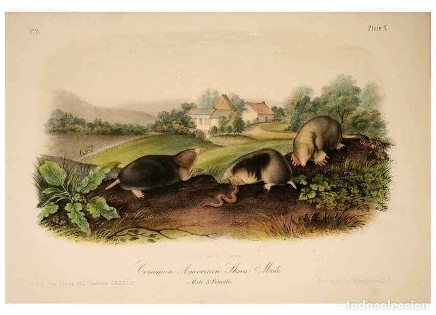 Collection Magazines and Newspapers: Reproducci&oacute;n/Reproduction 6260418345: The quadrupeds of North America. v.1. New York,V.G. Audubon,18