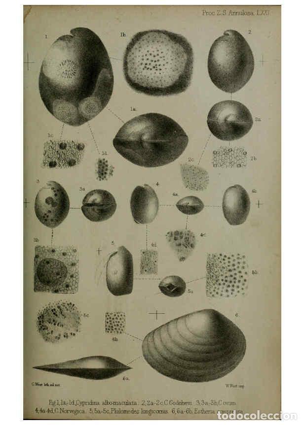 Collection Magazines and Newspapers: Reproducci&oacute;n/Reproduction 6006206540: Proceedings of the Zoological Society of London. 1860. London