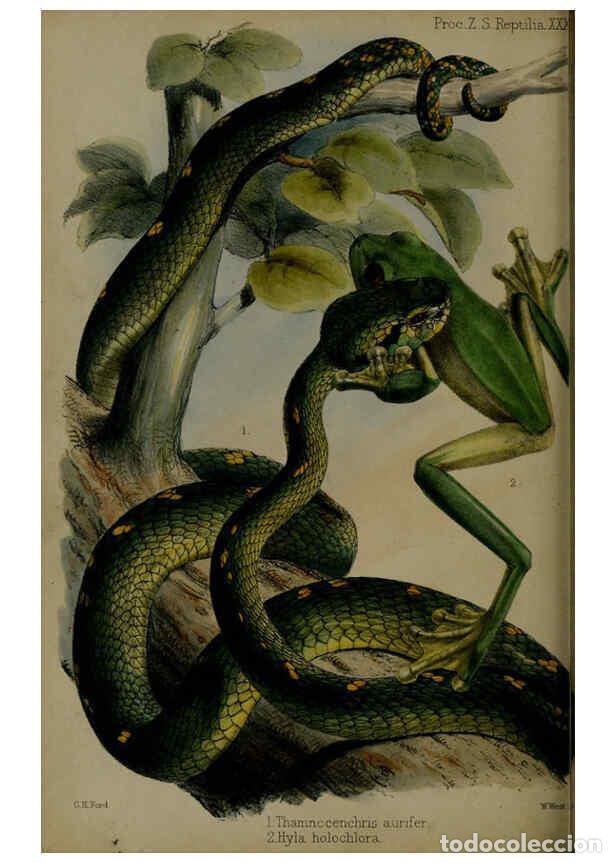 Collection Magazines and Newspapers: Reproducci&oacute;n/Reproduction 6006213918: Proceedings of the Zoological Society of London. 1860. London