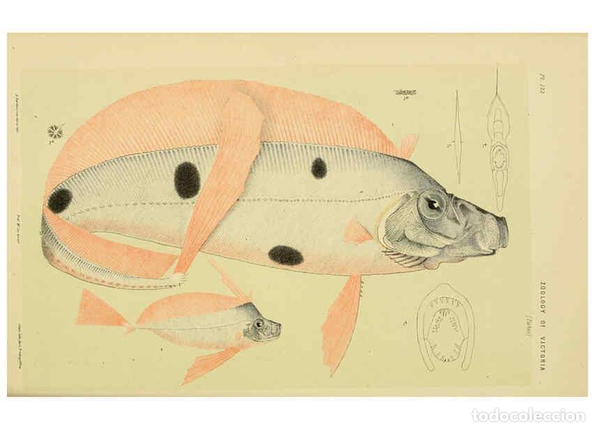 Collection Magazines and Newspapers: Reproducci&oacute;n/Reproduction 6007968133: Natural history of Victoria. Dec.11-15 Melbourne,J.Ferres, gov