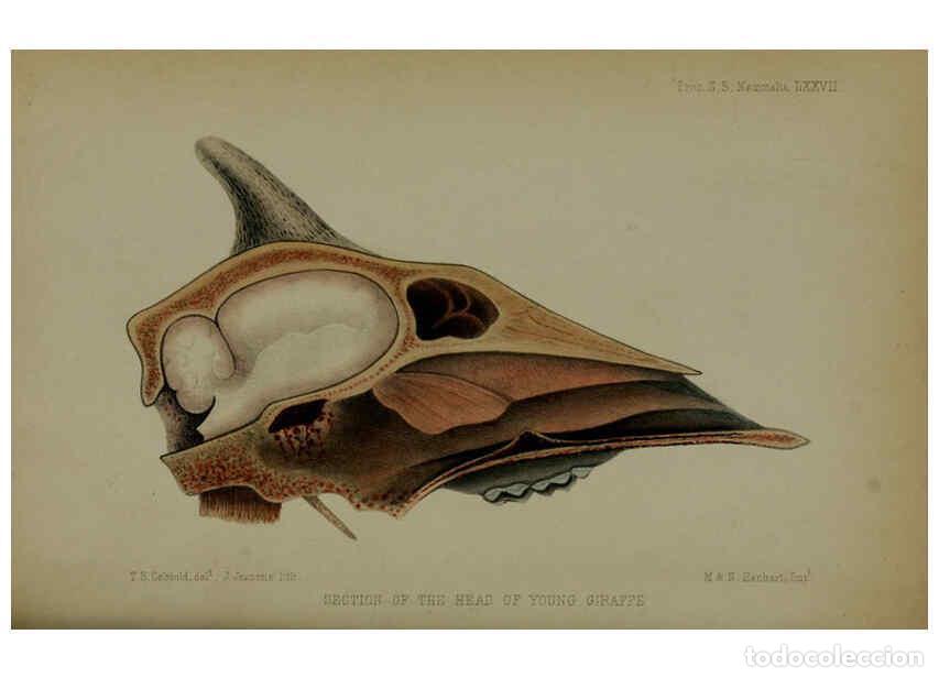 Collection Magazines and Newspapers: Reproducci&oacute;n/Reproduction 6005658777: Proceedings of the Zoological Society of London. 1860. London