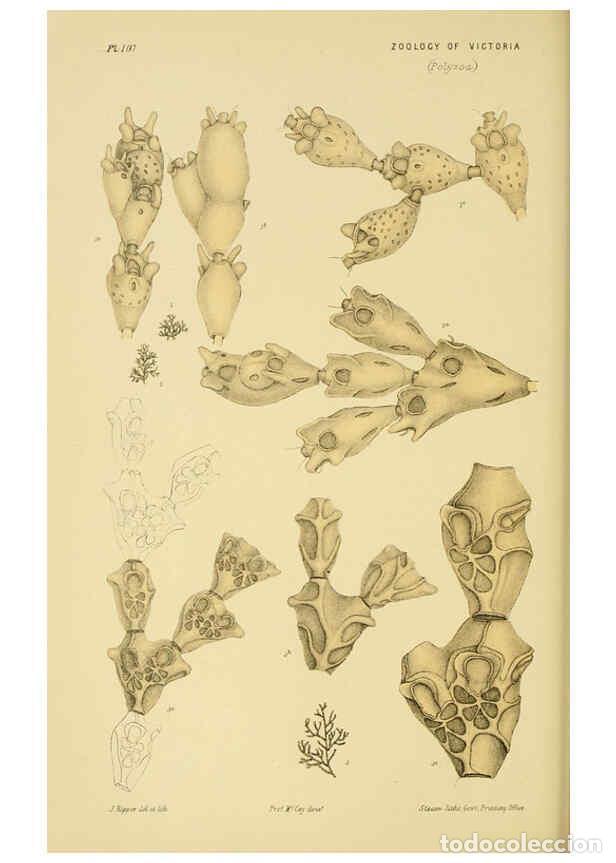 Colecionismo de Revistas e Jornais: Reproducci&oacute;n/Reproduction 6007965955: Natural history of Victoria. Dec.11-15 Melbourne,J.Ferres, gov