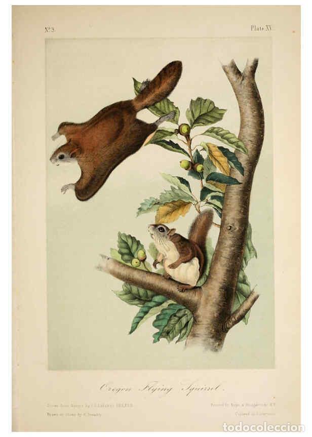 Colecionismo de Revistas e Jornais: Reproducci&oacute;n/Reproduction 6260419863: The quadrupeds of North America. v.1. New York,V.G. Audubon,18