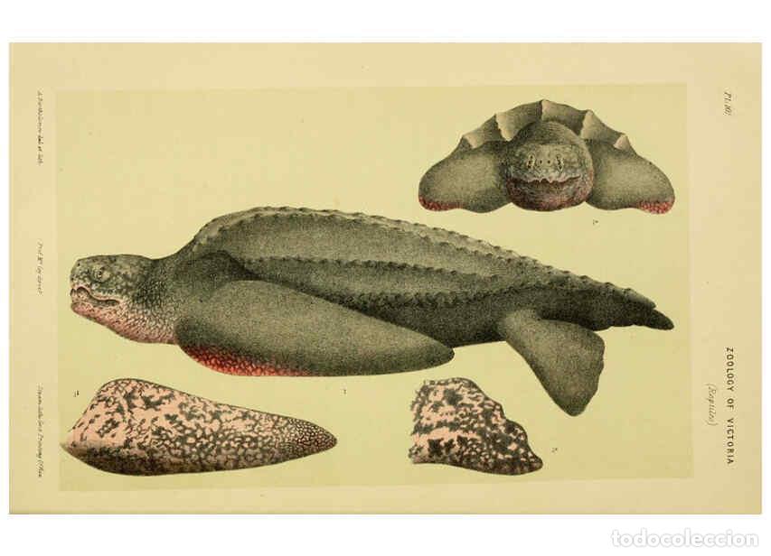 Colecionismo de Revistas e Jornais: Reproducci&oacute;n/Reproduction 6007965145: Natural history of Victoria. Dec.11-15 Melbourne,J.Ferres, gov