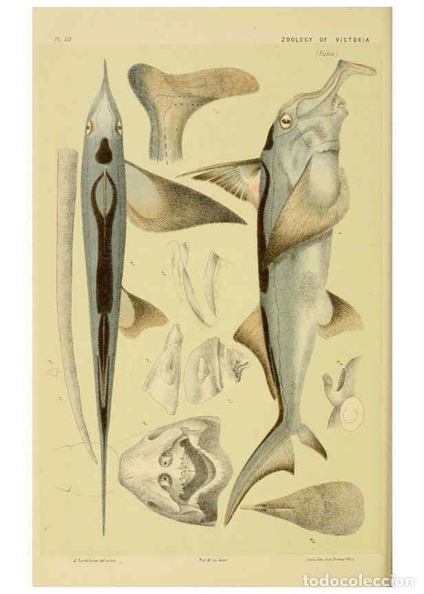 Colecionismo de Revistas e Jornais: Reproducci&oacute;n/Reproduction 6007966679: Natural history of Victoria. Dec.11-15 Melbourne,J.Ferres, gov