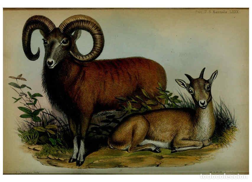 Colecionismo de Revistas e Jornais: Reproducci&oacute;n/Reproduction 6005660467: Proceedings of the Zoological Society of London. 1860. London