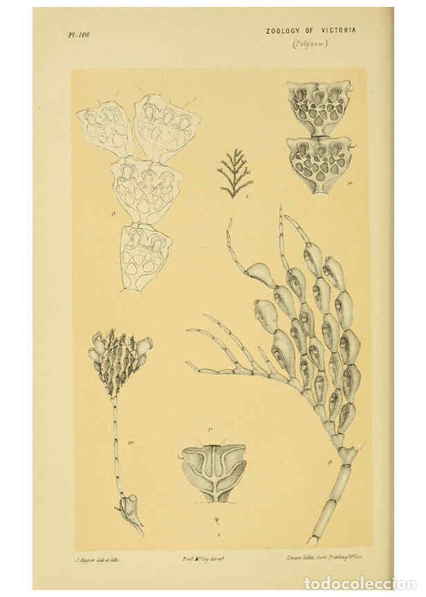 Colecionismo de Revistas e Jornais: Reproducci&oacute;n/Reproduction 6007966147: Natural history of Victoria. Dec.11-15 Melbourne,J.Ferres, gov