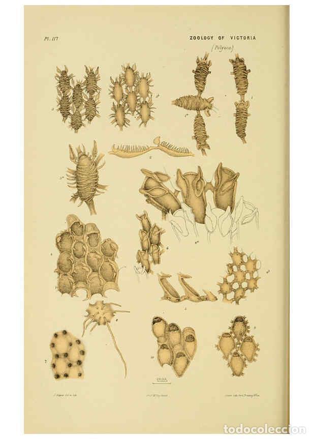 Colecionismo de Revistas e Jornais: Reproducci&oacute;n/Reproduction 6008515122: Natural history of Victoria. Dec.11-15 Melbourne,J.Ferres, gov