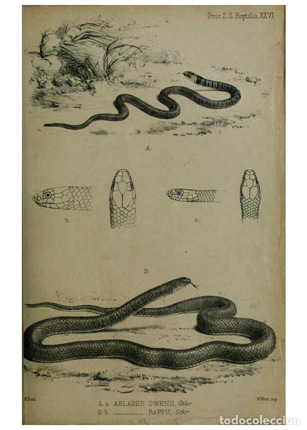 Colecionismo de Revistas e Jornais: Reproducci&oacute;n/Reproduction 6005662033: Proceedings of the Zoological Society of London. 1860. London