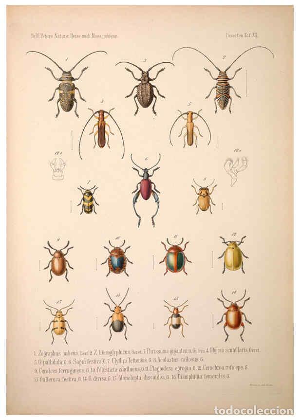 Colecionismo de Revistas e Jornais: Reproducci&oacute;n/Reproduction 6260277413: Naturwissenschaftliche reise nach Mossambique Berlin,G. Reimer