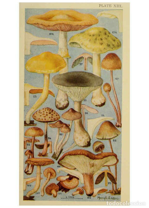 Colecionismo de Revistas e Jornais: Reproducci&oacute;n/Reproduction 6263740476: Field book of common gilled mushrooms New York :G.P. Putnam's