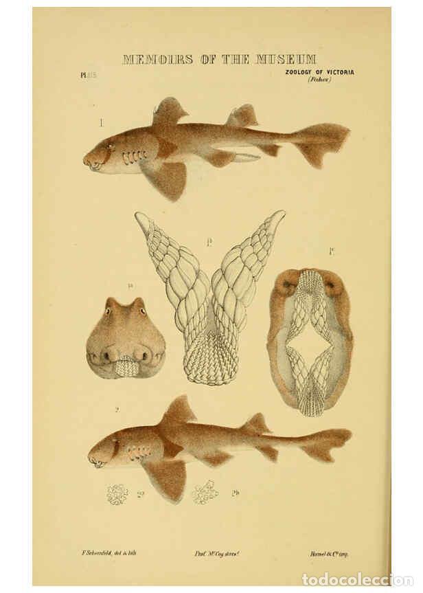 Colecionismo de Revistas e Jornais: Reproducci&oacute;n/Reproduction 6008514636: Natural history of Victoria. Dec.11-15 Melbourne,J.Ferres, gov