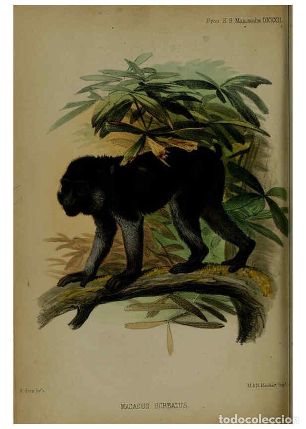 Colecionismo de Revistas e Jornais: Reproducci&oacute;n/Reproduction 6005669817: Proceedings of the Zoological Society of London. 1860. London