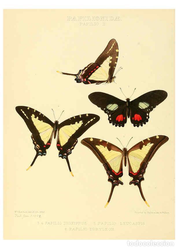 Colecionismo de Revistas e Jornais: Reproducci&oacute;n/Reproduction 6006129432: Illustrations of new species of exotic butterflies v.1 London