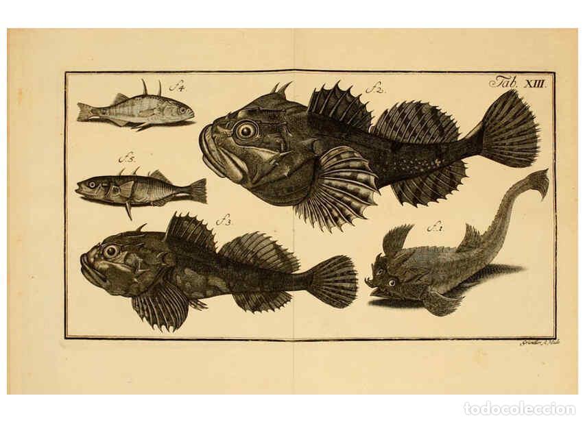Colecionismo de Revistas e Jornais: Reproducci&oacute;n/Reproduction 6263777490: Iacobi Theodori Klein Histori&aelig; piscium naturalis Gedani [i.e.