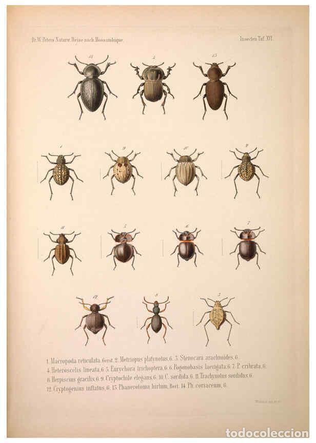 Colecionismo de Revistas e Jornais: Reproducci&oacute;n/Reproduction 6260803214: Naturwissenschaftliche reise nach Mossambique Berlin,G. Reimer