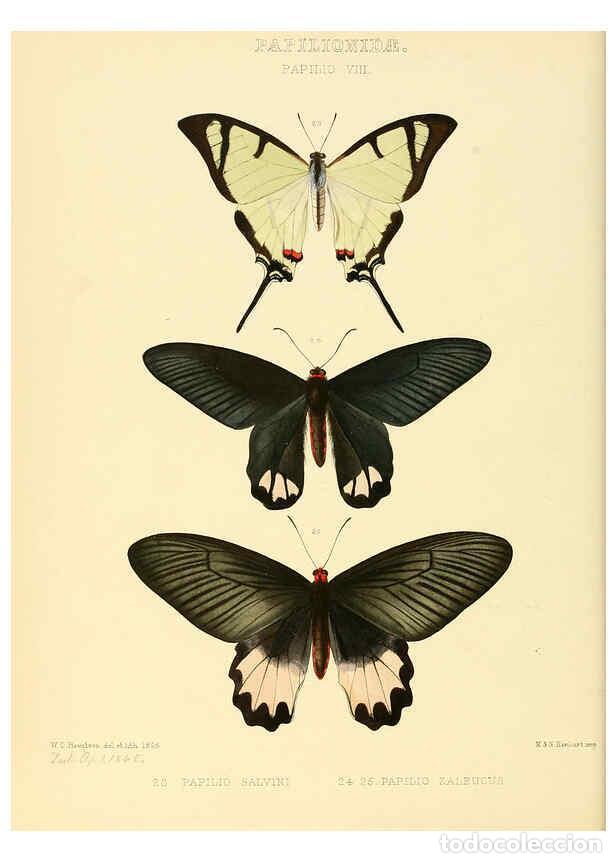 Colecionismo de Revistas e Jornais: Reproducci&oacute;n/Reproduction 6006131068: Illustrations of new species of exotic butterflies v.1 London