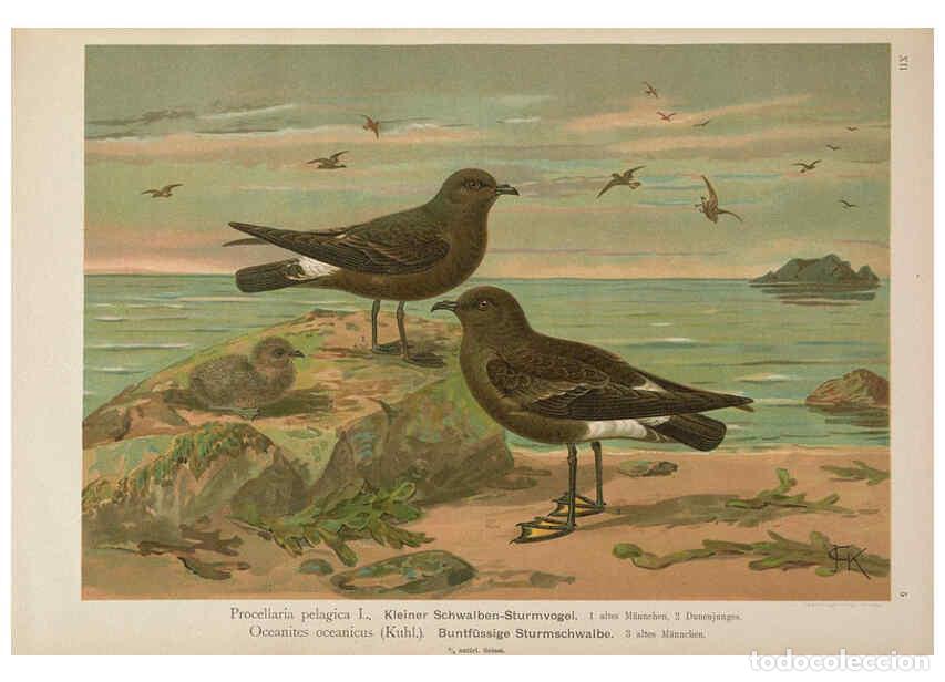 Colecionismo de Revistas e Jornais: Reproducci&oacute;n/Reproduction 6263279077: Naumann, Naturgeschichte der V&ouml;gel Mitteleuropas. v.12. Gera-U