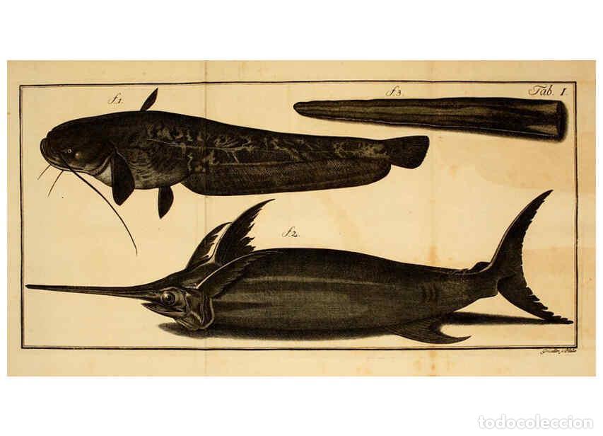 Colecionismo de Revistas e Jornais: Reproducci&oacute;n/Reproduction 6263248707: Iacobi Theodori Klein Histori&aelig; piscium naturalis Gedani [i.e.