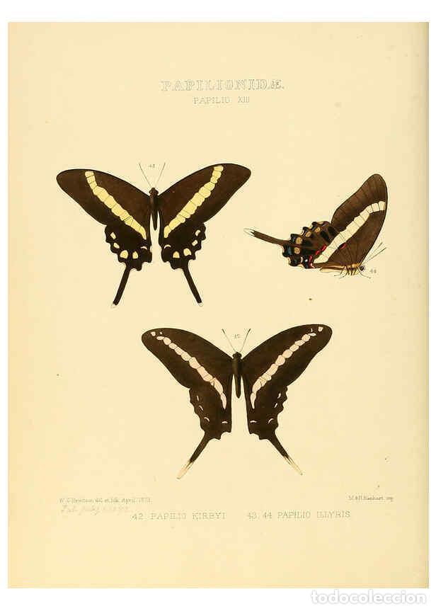 Colecionismo de Revistas e Jornais: Reproducci&oacute;n/Reproduction 6005590303: Illustrations of new species of exotic butterflies v.1 London