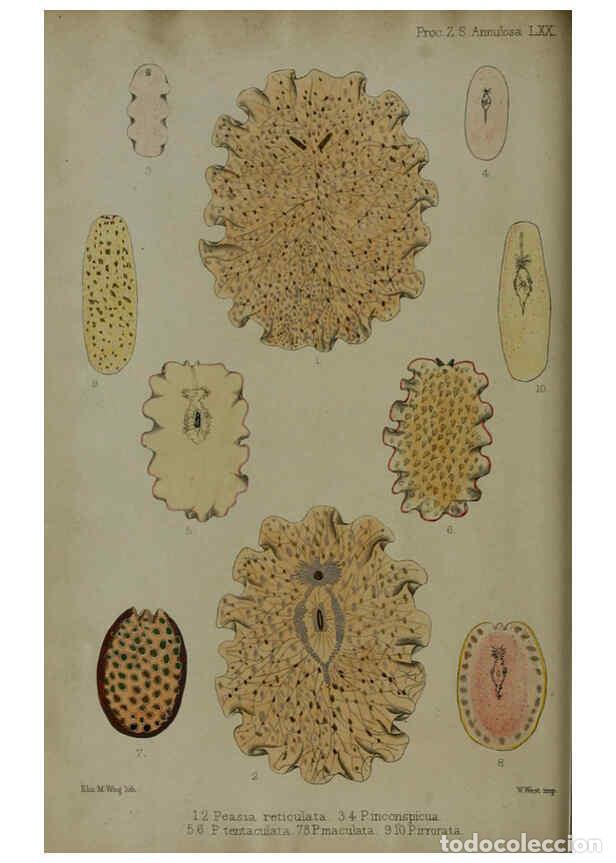 Colecionismo de Revistas e Jornais: Reproducci&oacute;n/Reproduction 6005657059: Proceedings of the Zoological Society of London. 1860. London