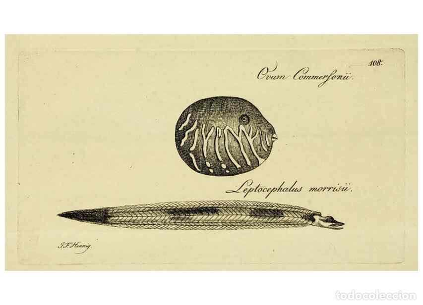 Colecionismo de Revistas e Jornais: Reproducci&oacute;n/Reproduction 6006041126: M.E. Blochii ... Systema ichthyologiae iconibus CX illustratum