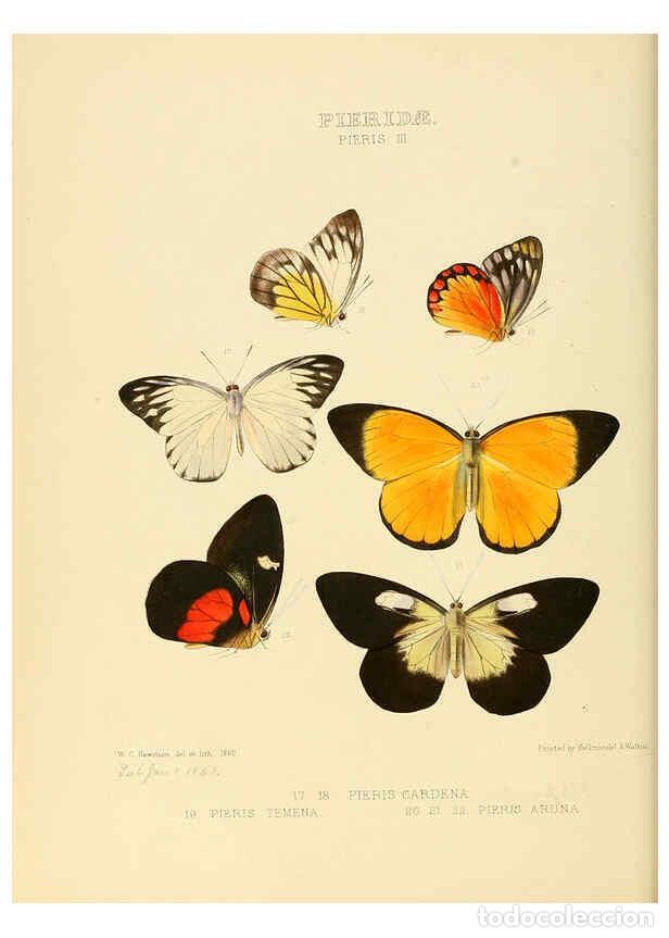 Colecionismo de Revistas e Jornais: Reproducci&oacute;n/Reproduction 6006134592: Illustrations of new species of exotic butterflies v.1 London