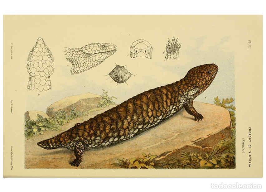 Colecionismo de Revistas e Jornais: Reproducci&oacute;n/Reproduction 6008513068: Natural history of Victoria. Dec.11-15 Melbourne,J.Ferres, gov