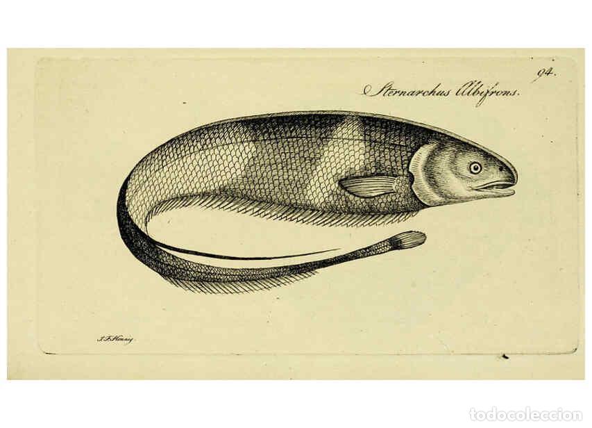 Colecionismo de Revistas e Jornais: Reproducci&oacute;n/Reproduction 6006036808: M.E. Blochii ... Systema ichthyologiae iconibus CX illustratum