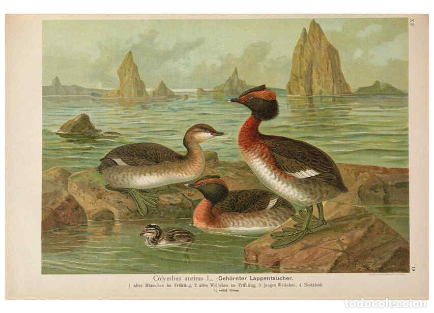 Colecionismo de Revistas e Jornais: Reproducci&oacute;n/Reproduction 6263279919: Naumann, Naturgeschichte der V&ouml;gel Mitteleuropas. v.12. Gera-U