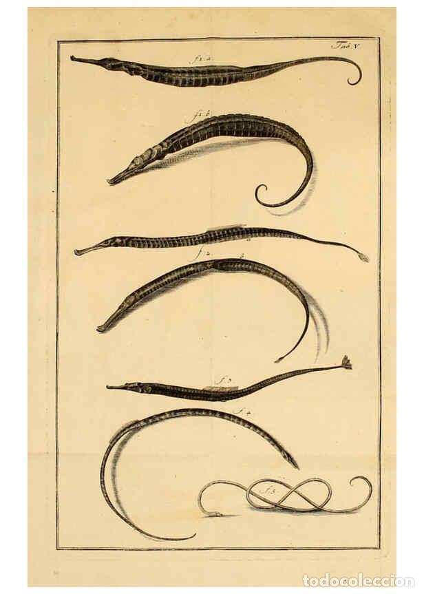 Colecionismo de Revistas e Jornais: Reproducci&oacute;n/Reproduction 6263775456: Iacobi Theodori Klein Histori&aelig; piscium naturalis Gedani [i.e.