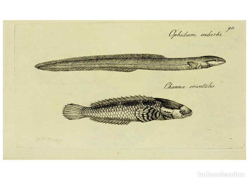 Colecionismo de Revistas e Jornais: Reproducci&oacute;n/Reproduction 6005492421: M.E. Blochii ... Systema ichthyologiae iconibus CX illustratum