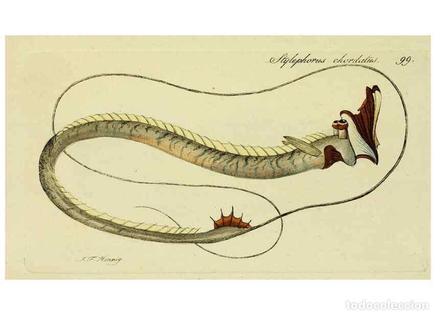 Colecionismo de Revistas e Jornais: Reproducci&oacute;n/Reproduction 6005495599: M.E. Blochii ... Systema ichthyologiae iconibus CX illustratum