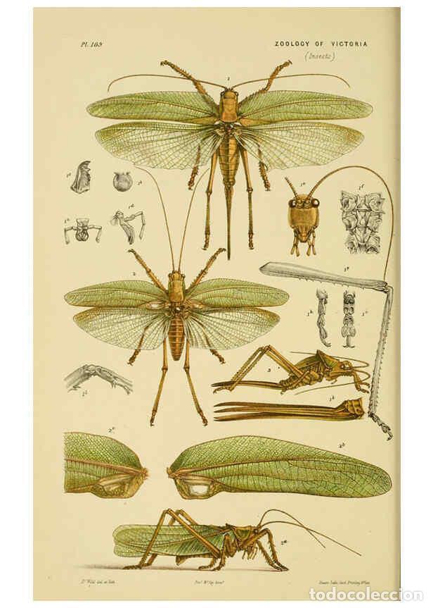 Colecionismo de Revistas e Jornais: Reproducci&oacute;n/Reproduction 6008514100: Natural history of Victoria. Dec.11-15 Melbourne,J.Ferres, gov