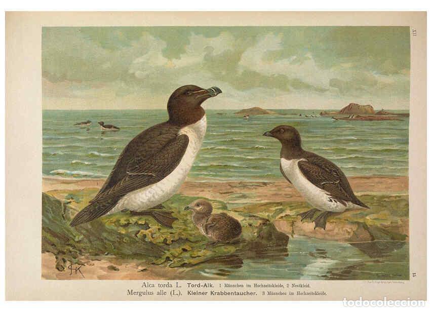 Colecionismo de Revistas e Jornais: Reproducci&oacute;n/Reproduction 6263280971: Naumann, Naturgeschichte der V&ouml;gel Mitteleuropas. v.12. Gera-U