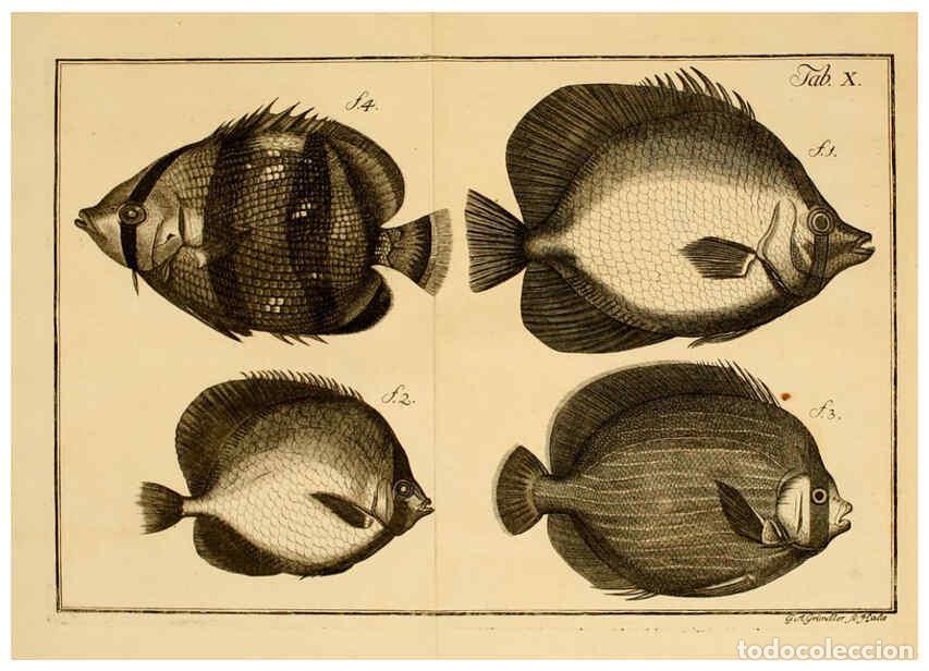 Colecionismo de Revistas e Jornais: Reproducci&oacute;n/Reproduction 6263776338: Iacobi Theodori Klein Histori&aelig; piscium naturalis Gedani [i.e.