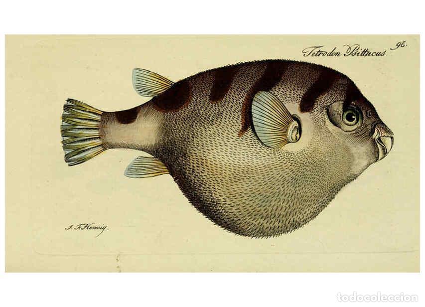 Colecionismo de Revistas e Jornais: Reproducci&oacute;n/Reproduction 6006037370: M.E. Blochii ... Systema ichthyologiae iconibus CX illustratum