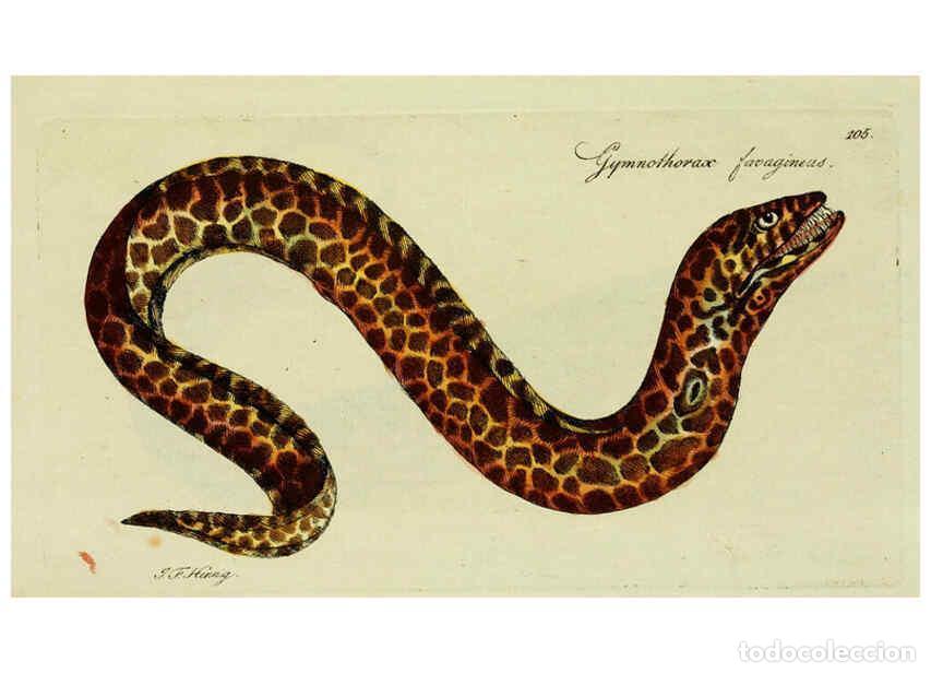 Colecionismo de Revistas e Jornais: Reproducci&oacute;n/Reproduction 6005497103: M.E. Blochii ... Systema ichthyologiae iconibus CX illustratum