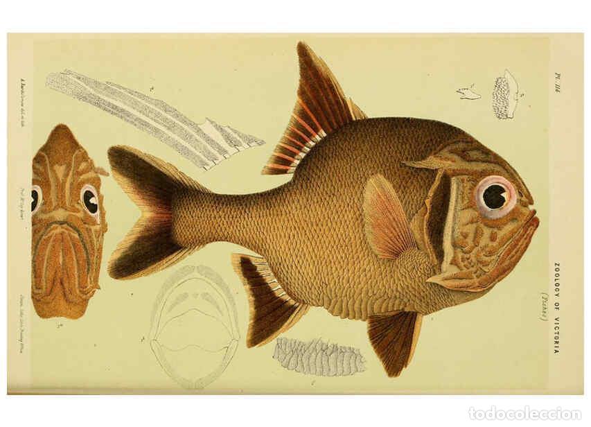 Colecionismo de Revistas e Jornais: Reproducci&oacute;n/Reproduction 6007966957: Natural history of Victoria. Dec.11-15 Melbourne,J.Ferres, gov