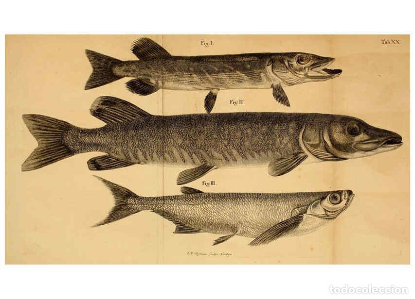 Colecionismo de Revistas e Jornais: Reproducci&oacute;n/Reproduction 6263780958: Iacobi Theodori Klein Histori&aelig; piscium naturalis Gedani [i.e.