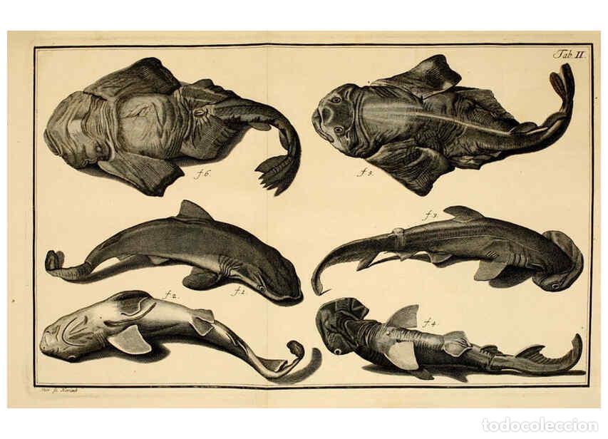 Colecionismo de Revistas e Jornais: Reproducci&oacute;n/Reproduction 6263773748: Iacobi Theodori Klein Histori&aelig; piscium naturalis Gedani [i.e.